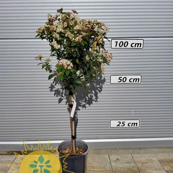 Viburnum tinus 'Eve Price' (Kalina)