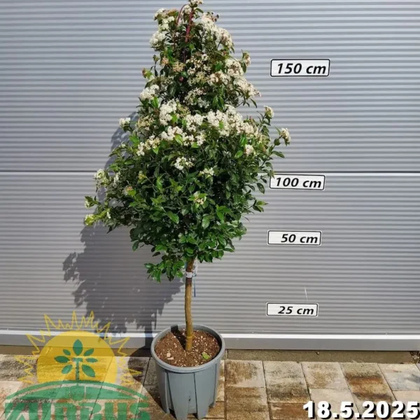 Viburnum tinus 'Eve Price' (Kalina na steblu)
