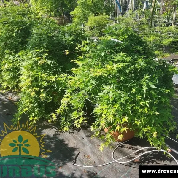 Acer palmatum 'Ryusen' (Pahljačasti javor)