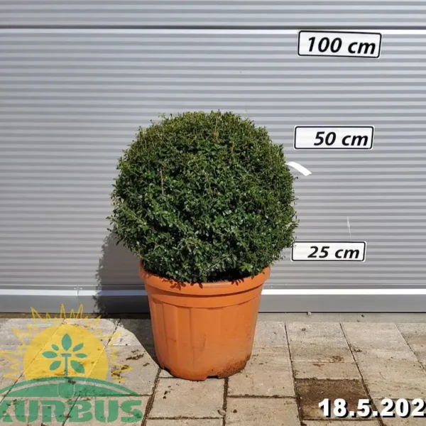 Ilex crenata ‘Stokes’ Japonska bodika