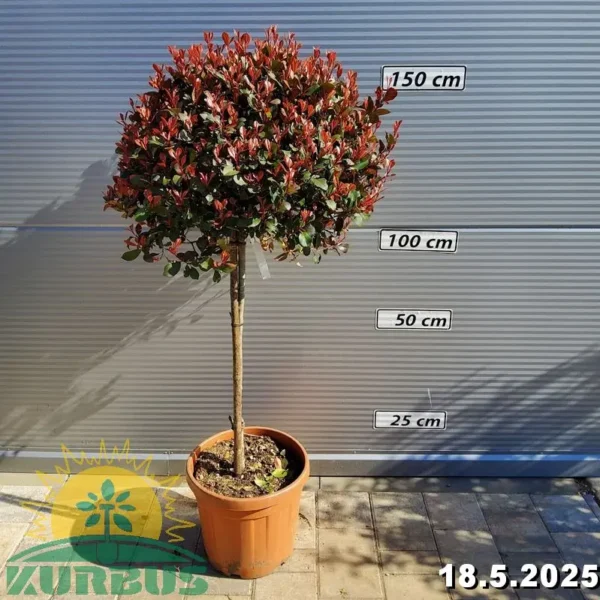 Photinia fraseri 'Atropurpurea Nana' (Fotinija na steblu v obliki bučke)