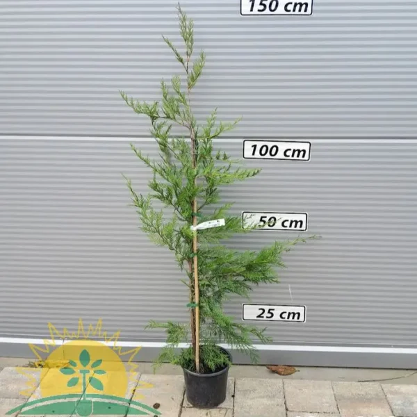 Cupressocyparis leylandii (Lejlandova cipresa)