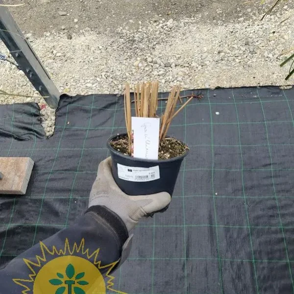 Miscanthus sinensis 'Gracillimus' (Ktajski trstikovec)