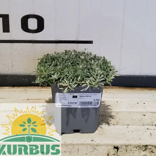 Antennaria dioica 'Alex Duguid Majnica, L9x9 cm