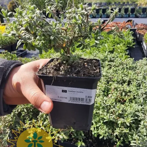 Helianthemum 'Fire Dragon' Sončece -oranžno