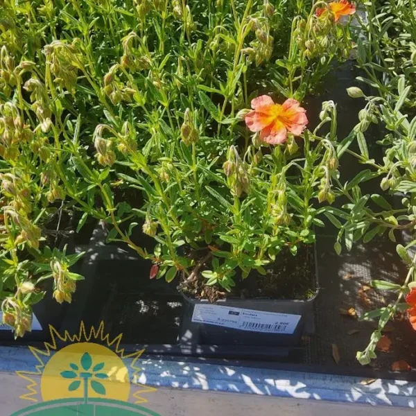 Helianthemum'Lawrenson's Pink' Sončece