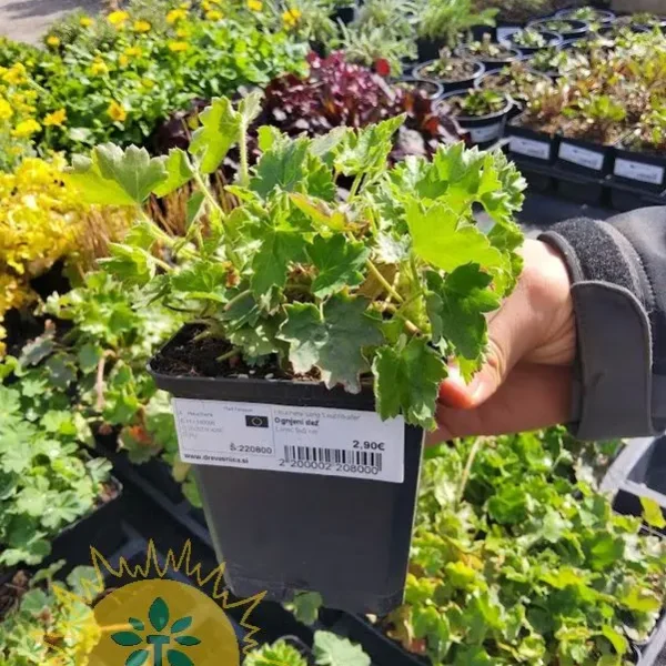 Heuchera sang.'Leuchtkafer' Ognjeni dež