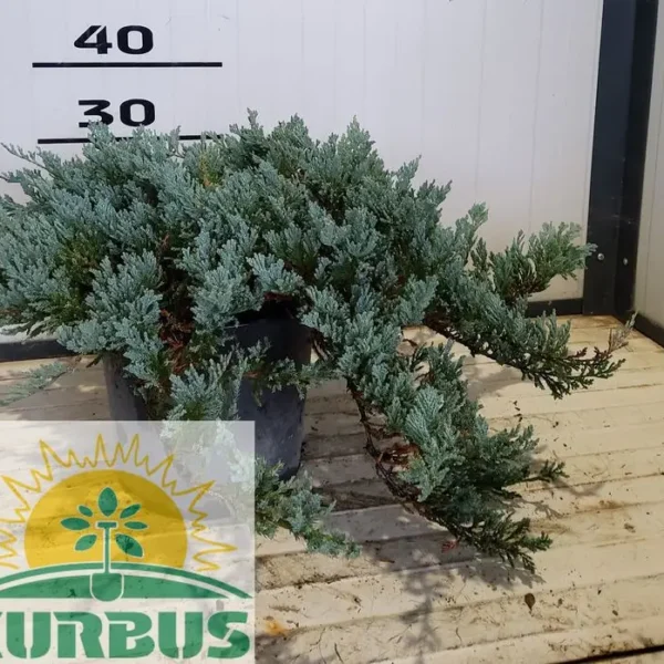 Juniperus horisontalis 'Blue Chip' (Pokrovni brin)