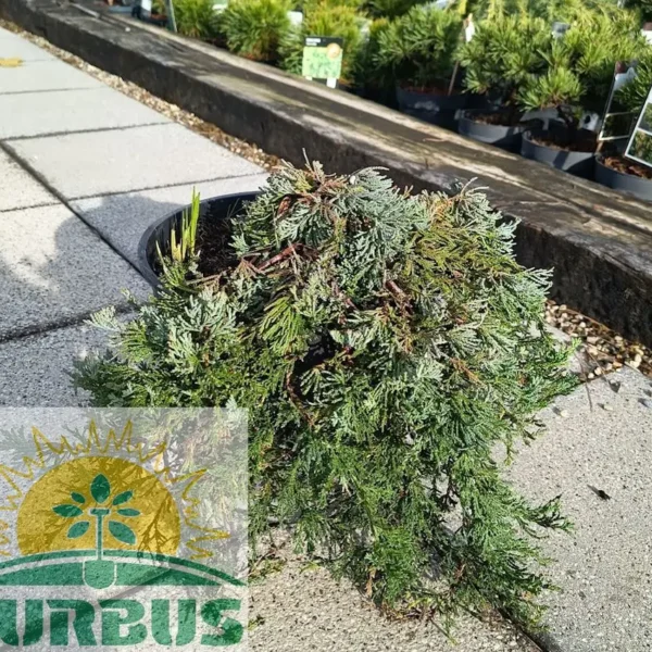 Juniperus horisontalis 'Wiltonii' (Pokrovni brin)