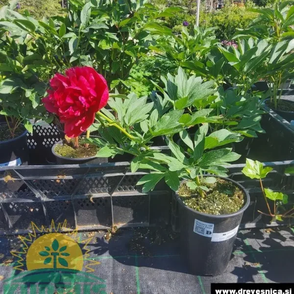 Paeonia off. 'Rubra Plena Nvadna vrtna potonika