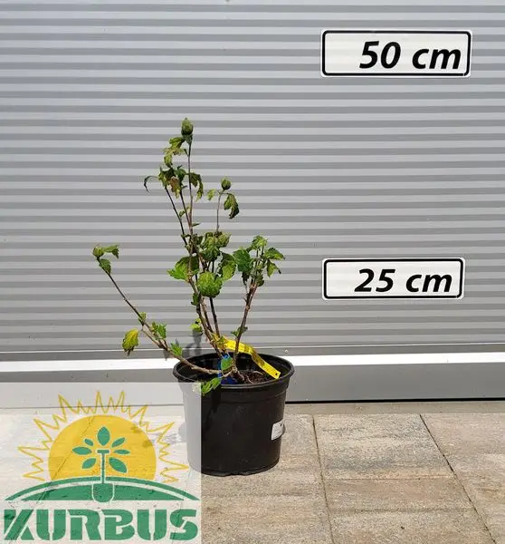 Hibiscus syriacus `Bluebird` (Sirski oslez)