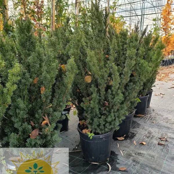 Taxus media 'Hillii' (Tisa brez plodov)
