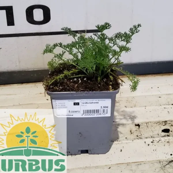 Anacyclus pyreth.var.depressus (Maroška bertramka)