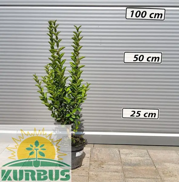 Ligustrum ovalifolium 'Miki Nagylevelű' (Liguster)