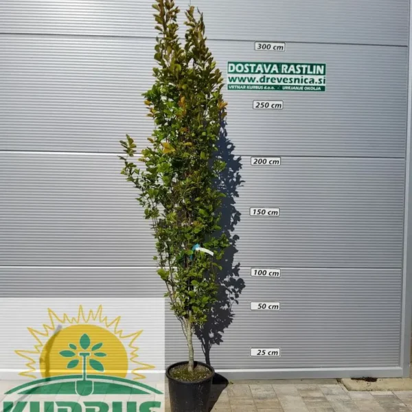 Fagus sylvatica 'Dawyck' (Stebrasta bukev)