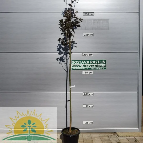 Acer platanoides 'Royal Red' (Rdečelistni ostrolistni javor)