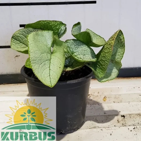 Brunnera mac.'Alexandria' Velelistna kavkaška potočnica