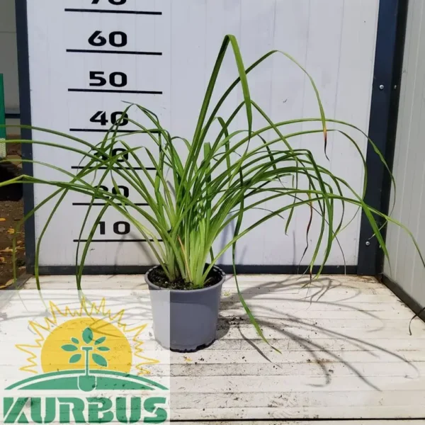 Hemerocallis 'Stoplight' Maslenica; enodnevna lilija