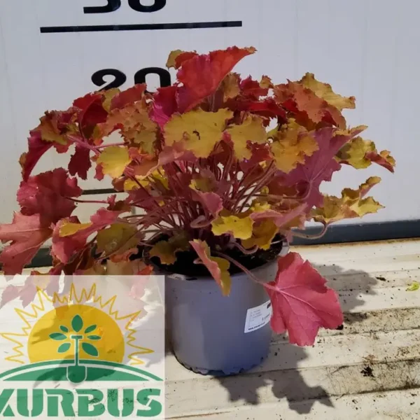 Heuchera 'Kassandra' Ognjeni dež