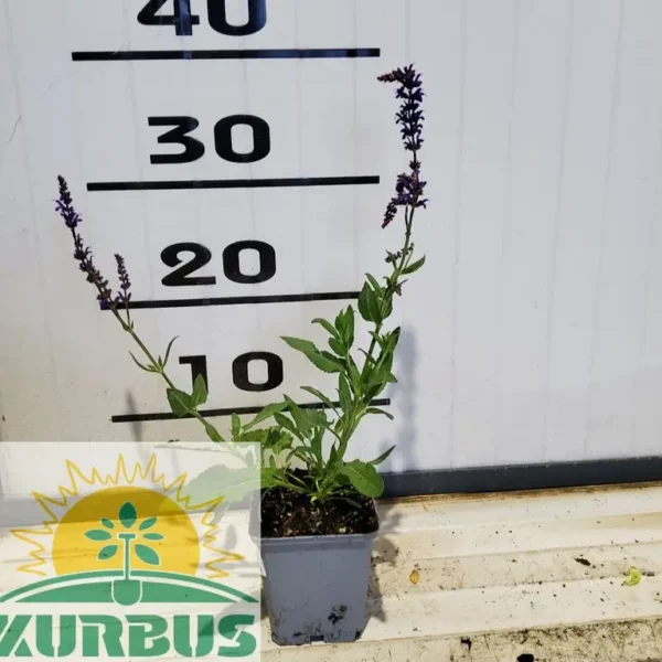 Salvia nemorosa 'Night Field' Kadulja