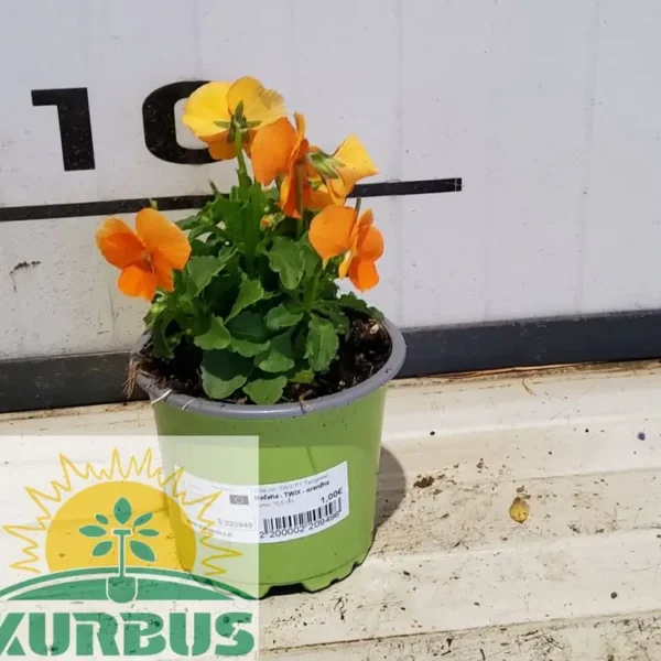 Viola cor. TWIX F1 'Tangerine' Mačeha - TWIX - oranžna