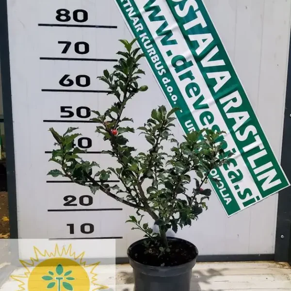 Ilex meserveae 'Blue Prince' (Bodika)