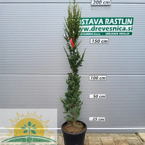 Cedrus atlantica ´Fastigiata´ (Stebrasta atlaška cedra)