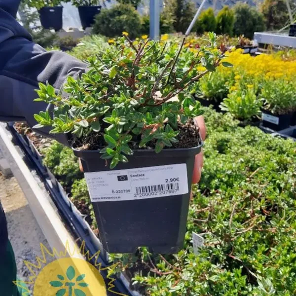 Prunus serrulata 'Kanzan' (Okrasna jap. češnja)