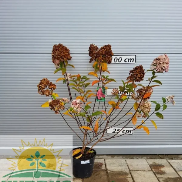 Hydrangea paniculata VANILLE FRAISE 'Renhy' PBR (Latasta hortenzija)