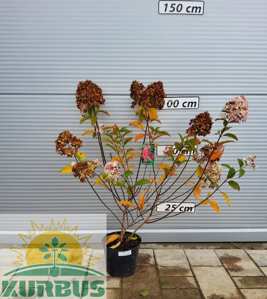 Hydrangea paniculata VANILLE FRAISE 'Renhy' PBR (Latasta hortenzija)