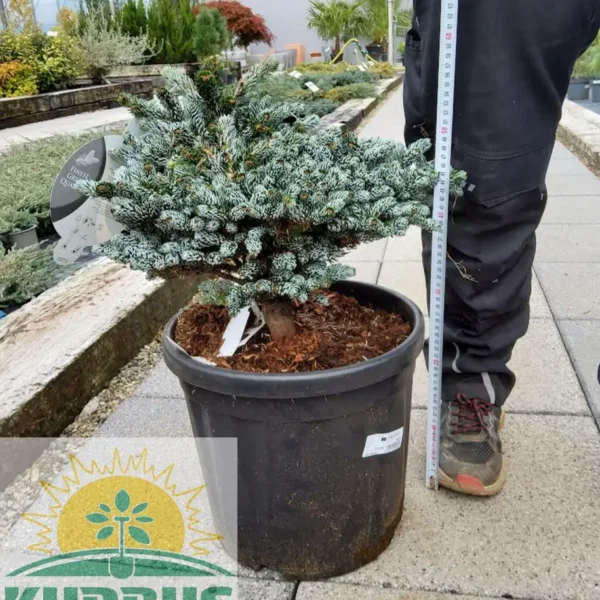 Abies koreana 'Kohout's Icebreaker' (Korejska jelka)