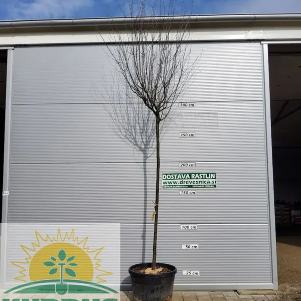 Prunus cerasifera 'Nigra' (Okrasna rdečelistna sliva)