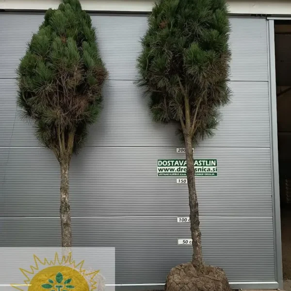 Pinus nigra 'Fastigiata' (Stebrasti črni bor)