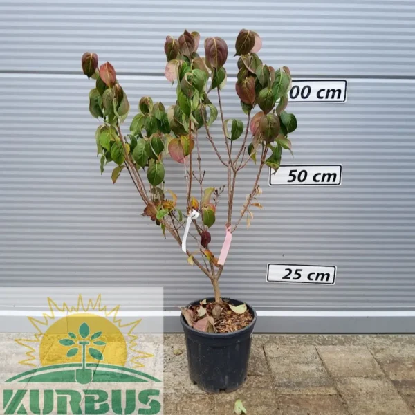Cornus kousa 'Schmetterling' (Kornus)
