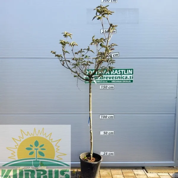 Cornus kousa 'Venus' (Kornus)