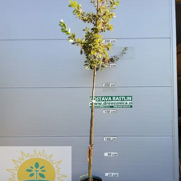 Quercus pubescens (Puhasti hrast)