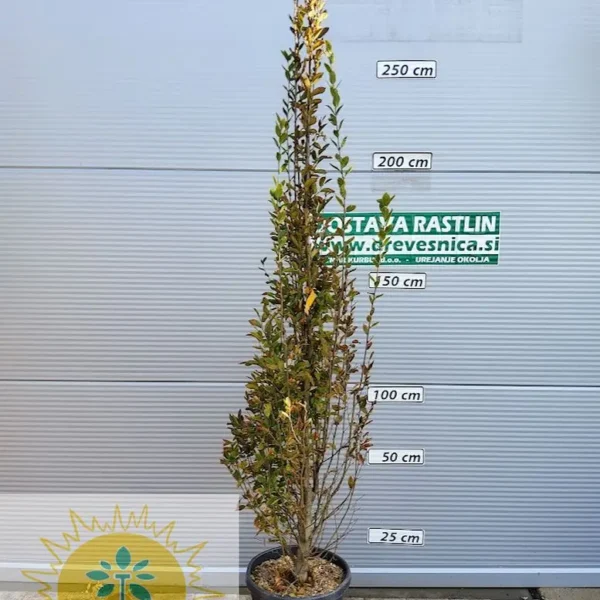 Carpinus betulus 'Pyramidalis' (Stebrasti gaber na stebu)