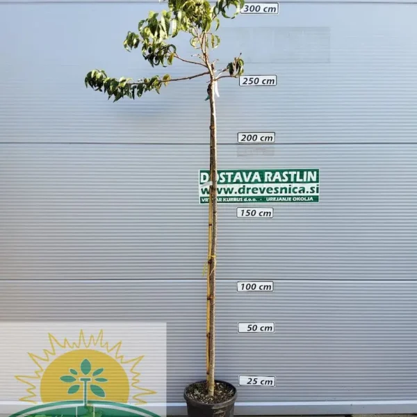 Prunus serrulata 'Kiku-Shidare-Zakura' (Povešava japonska češnja)