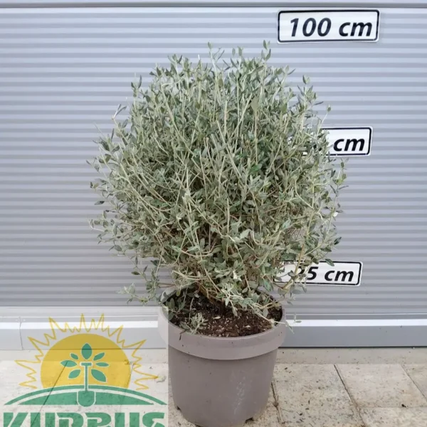 Teucrium fruticans (Grmovna izopovka)