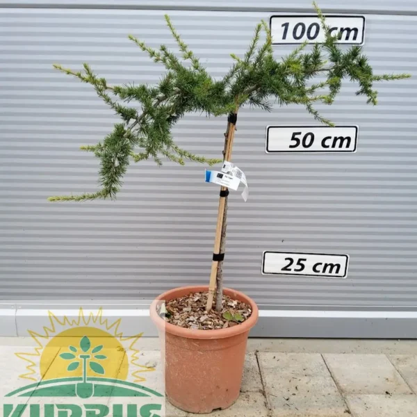 Cedrus libanii 'Sargentii' (libanonska cedra)