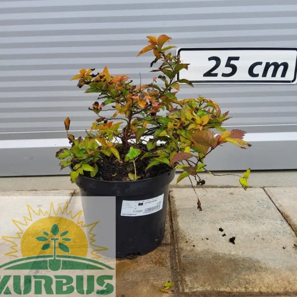 Spiraea japonica `Magic Carpet` (Japonska medvejka)