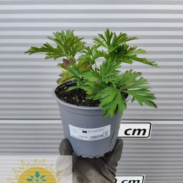 Anemone 'Spring Beauty White' Spomladanska vetrnica