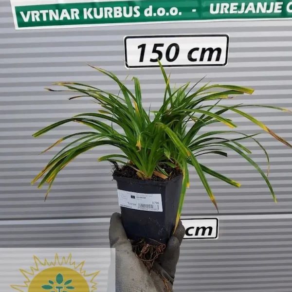 Carex  'Evergreen' (šaš)