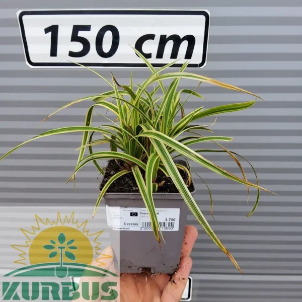 Carex morrowii 'Vanilla Ice' (Morrowov šaš)