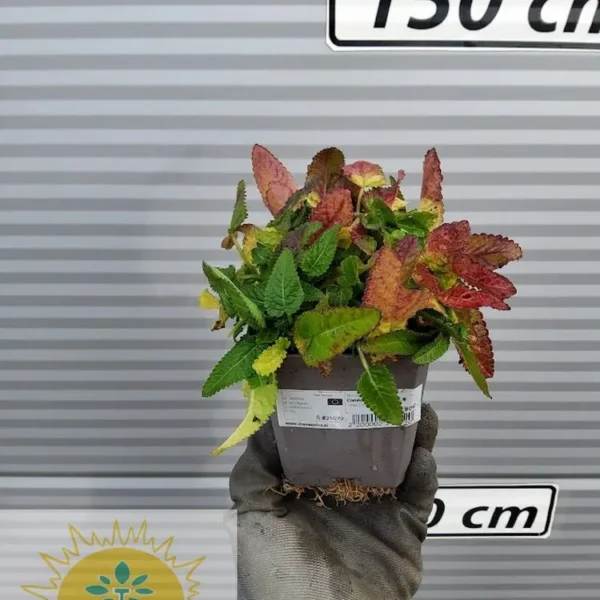 Betonica hirsuta 'Rosea' Čistec