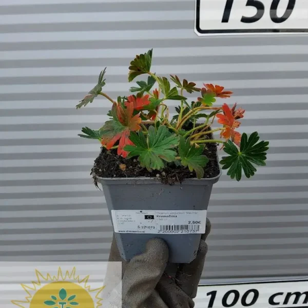 Geranium sanguineum 'Max Frei' Krvomočnica