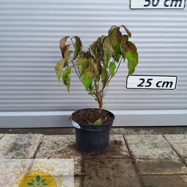 Cornus stolonifera 'Kelseyi' (Živikavi dren)