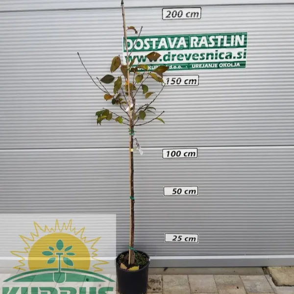 Prunus cerasus 'Erdi botermo' (Višnja)