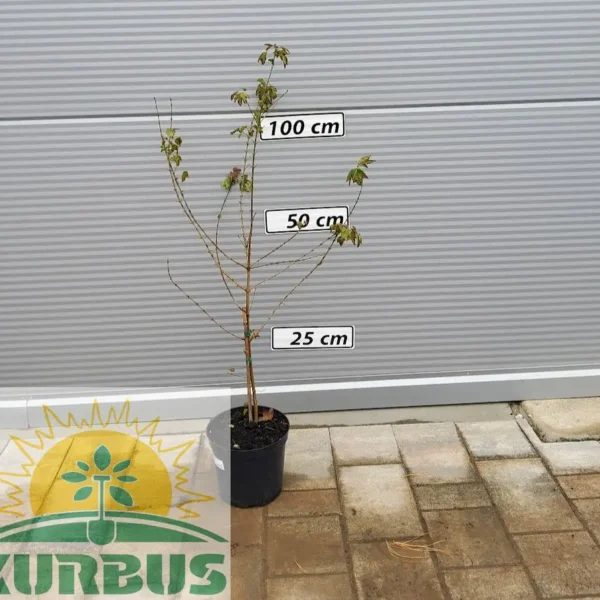 Acer buergerianum (Trizobi javor)