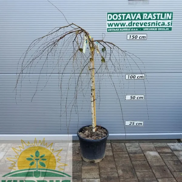 Betula pendula 'Youngii' (Povešava breza)